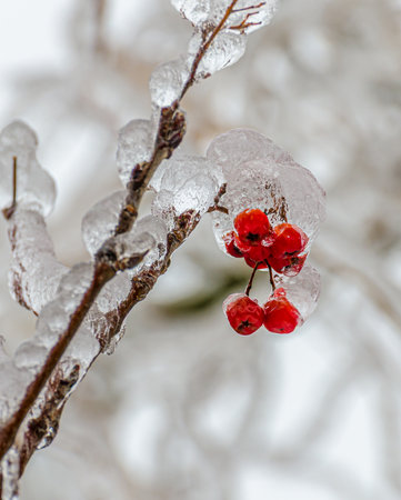 Twigs of tree encased in ice after a freezing rain stormの写真素材