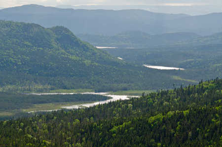 Spruce forest in the Gros Morne National Parkの写真素材