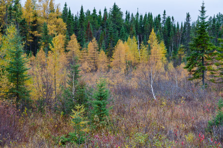 Northern Ontario Forest in Autumn timeの写真素材