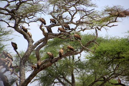 African wildlife, Tanzania, Ngorongoro Conservation Areaの写真素材