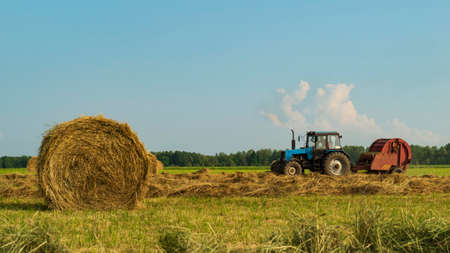 Hay bales harvested in an agricultural field