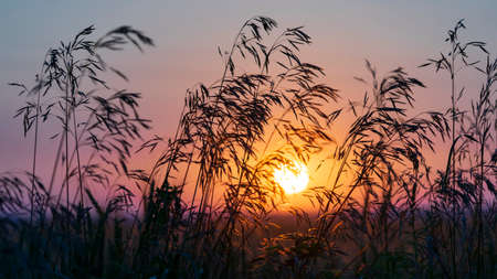 summer sunset in an agricultural fieldの写真素材