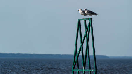 Two seagulls sitting on an iron structure on the seaの写真素材