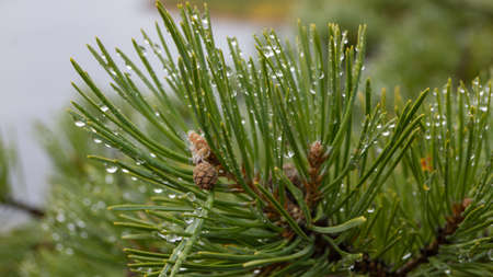 Large drops of morning dew on spruce branches. Autumn . Vilyui riverの写真素材