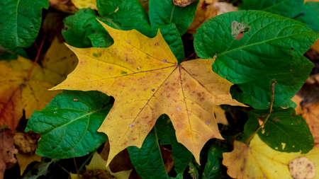 Autumn. Fallen, yellow, maple leaf on green foliage