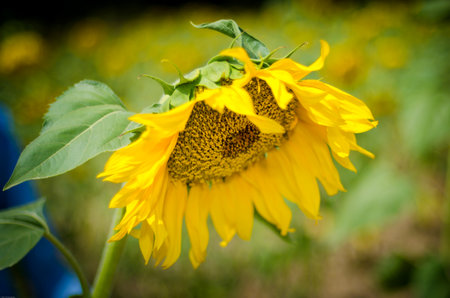 Photo of a lonely sunflower in a field with a blurred backgroundの写真素材