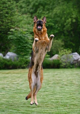 German shepherd jumpingの写真素材