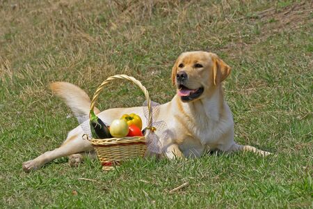 Labrador and With a basketof fruits on the grassの写真素材