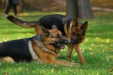 Two German shepherds draw a stick on a bright glade in the autumn
