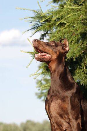 Old dobermann dog sitting above fur treeの写真素材