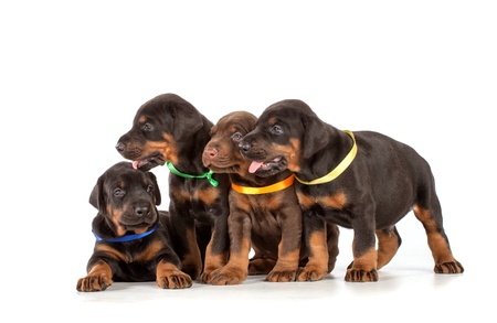 Group of dobermann puppies on white backgroundの写真素材