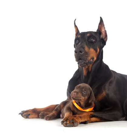 Black Doberman dog with puppy on whiteの写真素材