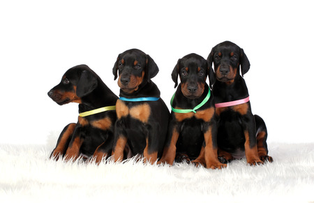 Group of dobermann puppies on white backgroundの写真素材