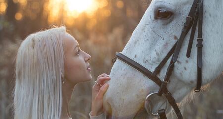 Blonde and white horse looking into each other's eyes on sundownの写真素材