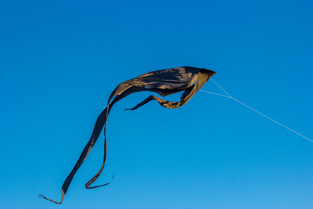 Black kite flying in the blue skyの写真素材
