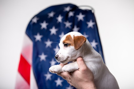 Small white puppy with US flag on backgroundの写真素材