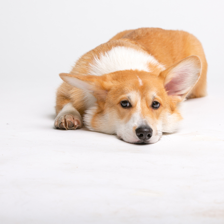 Corgi Fluffy puppy Dog in studioの写真素材