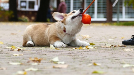 Corgi Puppy plays outdoors in parkの写真素材
