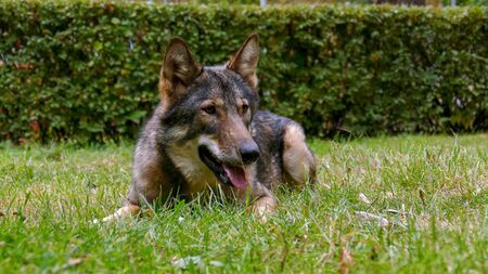 Gray Wolf on the grass