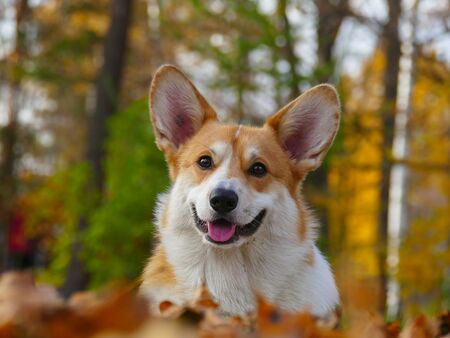 Corgi dog close up face in autumn parkの写真素材
