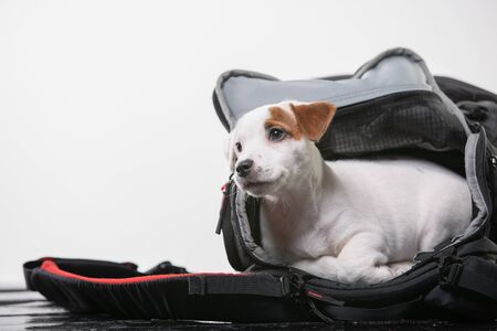 Jack russell terrier Puppy In Photografers Bagの写真素材