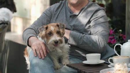Man plays with small jack russell dog ears lying in his lap