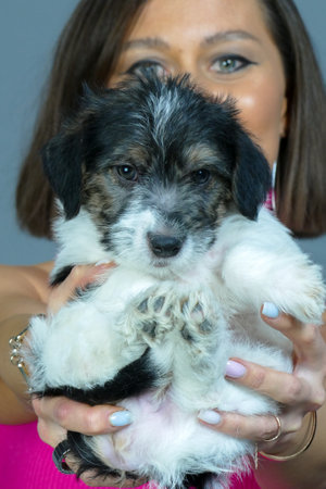 Small gentle puppy in the hands of a young woman. Small jack russell terrier dog.の写真素材