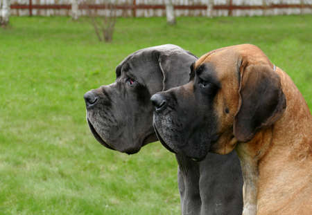 Two great dane close up portraitの写真素材
