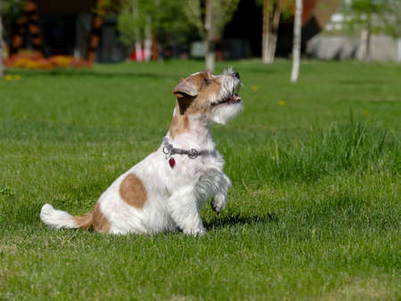 Jack Russell Terrier Close Up.