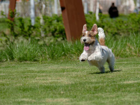 Jack Russell Terrier Close Up.の写真素材