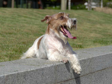 Jack Russell Terrier Close Up.