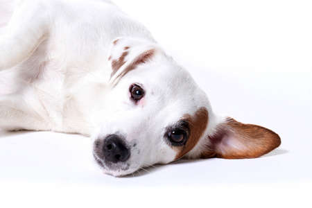 Little white pregnant jack russell terrier dogの写真素材