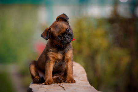 Pti brabanson, brussels griffon in summer gardenの写真素材