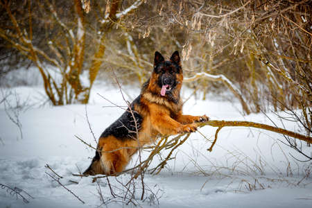 Long hair, big German shepherd dog sitting in bushesの写真素材