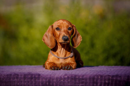 Small daschund puppy on table outdoors with yellow flowerの写真素材