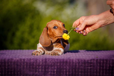 Ginger puppy nibbles yellow flower in owners handの写真素材