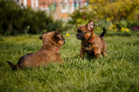 Pti brabanson, brussels griffon in summer gardenの写真素材