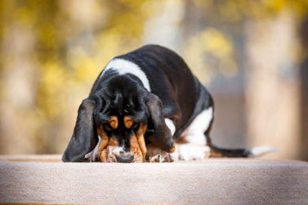 Cute basset hound puppy with fall on background