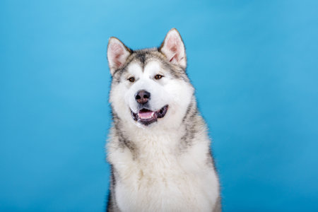 Siberian Husky dog portrait on blue background