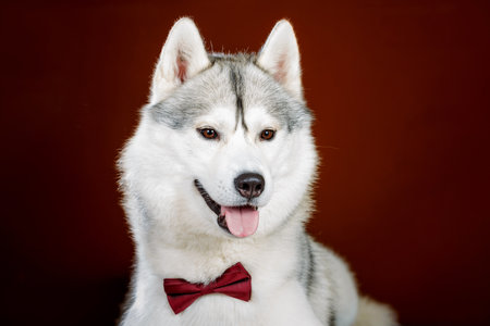 Siberian Husky dog portrait with bow tie in studioの写真素材