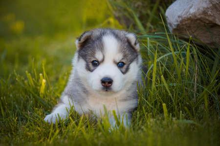 Siberian Husky dog puppy plays outdoors in parkの写真素材