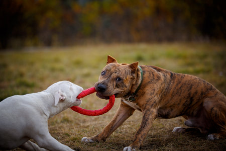 Pit bull and bull terrier dogs pull the toyの写真素材