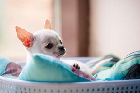 Small young chiwawa dog in funny basketの写真素材