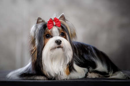 Biewer dog, new breed, variant of yorkshire terrier with bow in studioの写真素材