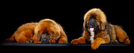 Cute Tibetan mastiff puppy on black background