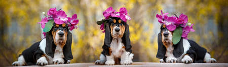 Cute basset hound puppy with fall on background with wreath on his head