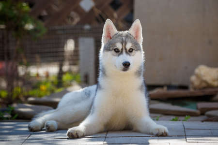 Siberian Husky Puppy yawns on the benchの写真素材