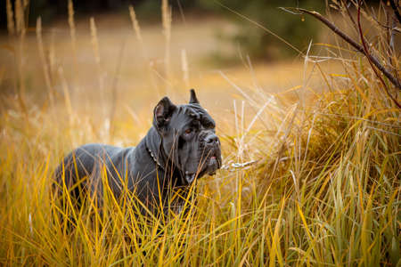 Italian mastiff Cane Corso posing in autumn field