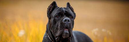 Italian mastiff Cane Corso posing in autumn field