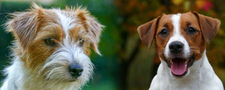 Happy jack russell terrier puppy autumn outdoor portrait. With copy spaceの写真素材